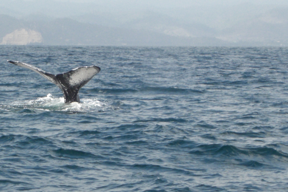 Las ballenas en Puerto López